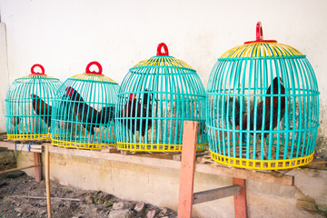 Colorful Cock Baskets
Roosters bred to fight are kept in baskets such as these ones throughout the village of Jungutbatu on Lembongan island, Bali, Indonesia.
