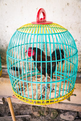 Colorful Cock Basket
Roosters bred to fight are kept in baskets such as these ones throughout the village of Jungutbatu on Lembongan island, Bali, Indonesia.