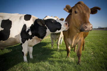 Two Cows on the farm