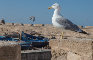 Fishing boats, port, Essaouira, Morocco, North Africa