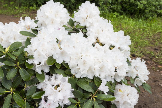Flowers white rhododendron in the  Minsk a botanical garden