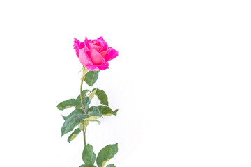 Pink rose flower on branch and leaf isolated on white