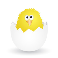 Yellow chick in the broken egg shell. Vector illustration.
