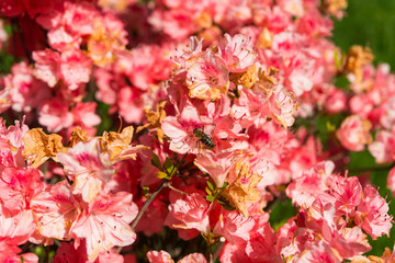 azalea blossom in garden