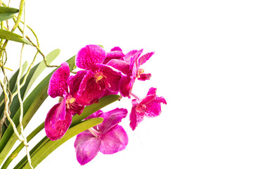 Naklejka na ściany i meble Close up pink orchid isolated on white
