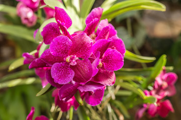 Pink orchid in the public garden in Thailand