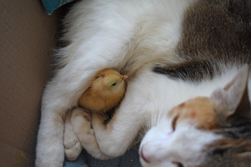 Cat warms chicken