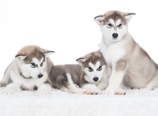 Animals. Three puppy Husky white isolated!