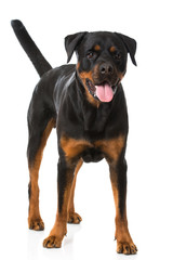 Rottweiler