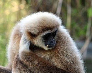 Detailed view of animals - monkeys gibbon