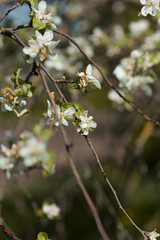 flowering trees in the spring. cherry berry