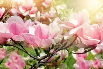 Foto op Plexiglas magnoliaboom bloesem © Alina G
