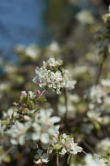 flowering trees in the spring. cherry berry
