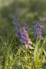 flowering trees in the spring. cherry berry