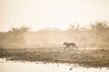 Young male lion in Etosha National Park.