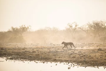 Photo sur Plexiglas Lion Young male lion in Etosha National Park.