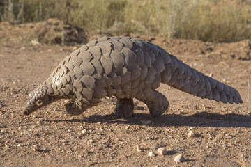 A Pangolin searching for ants