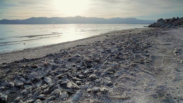 Dead Fish On Beach / View of some dead fish washed up on the beach.