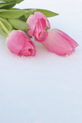 Spring card with tulips in the snow