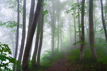 Fototapeta premium Forest day summer