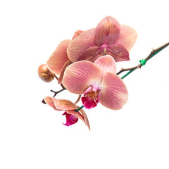 Naklejka premium Close up pink orchid isolated on white