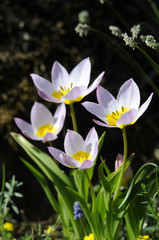 Wildtulpen