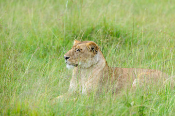 Lion