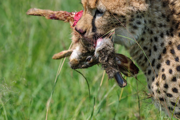 cheetah © Herbert