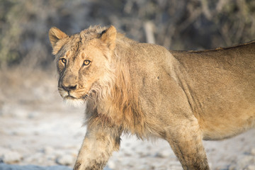 Fototapeta na wymiar Young male lion in Etosha National Park.