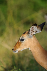 impala