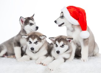 Naklejka premium Animals. Four puppy Husky white isolated, Christmas hat!