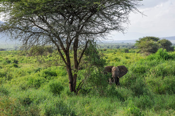 Fototapeta premium elephant