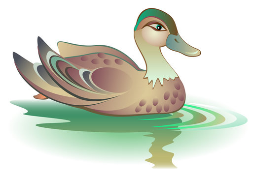 Illustration of swimming duck, vector cartoon image.
