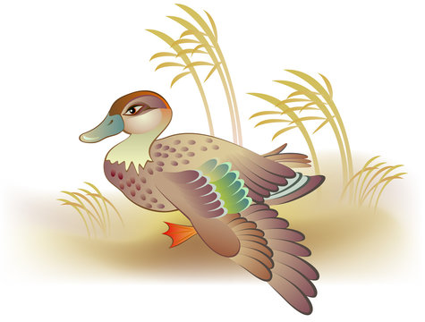 Illustration of duck, vector cartoon image.