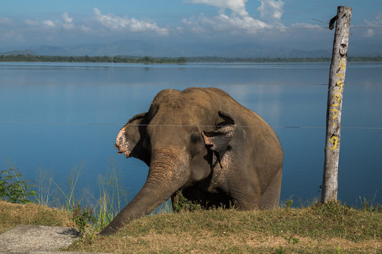 Grazing elephant