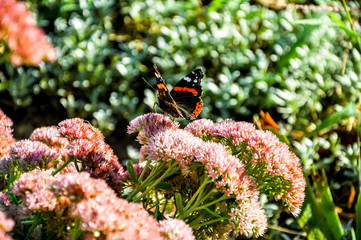 Peacock butterfly sitting on the violet flower.