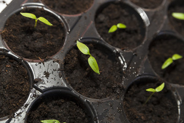 Green  seedling on tray close up