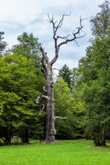 Alter rießiger toter Baum