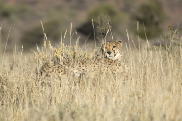Cheetah in the grass.
