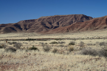 Wild Horses, Namibia