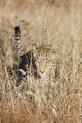 Leopard in long grass