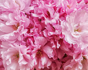 Macro image of beautiful pink flowers, abstract floral background