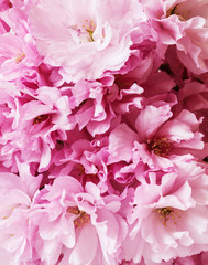 A bunch of beautiful pink flowers, suitable for wallpaper, close-up - sakura