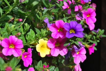 Zauberglöckchen - Millionbells (Calibrachoa)