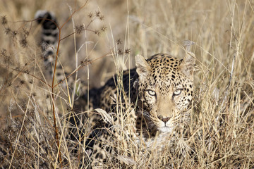Fototapeta premium Leopard moving through the bushveld