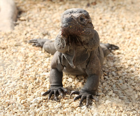 Obraz premium Cuban Iguana