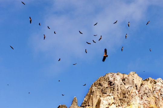 Flock of vultures flying