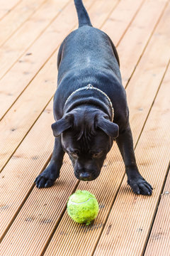 Staffordshire bull terrier dog looking at a ball ready to play on wooden decking