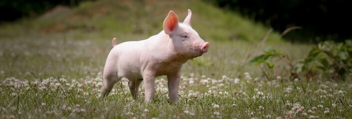 Ferkel auf einer Kleewiese