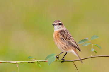 Beautiful wild bird perched on a branch